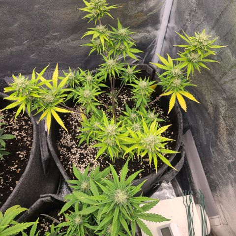 Amnesia Dream XL  growlog timeline photo