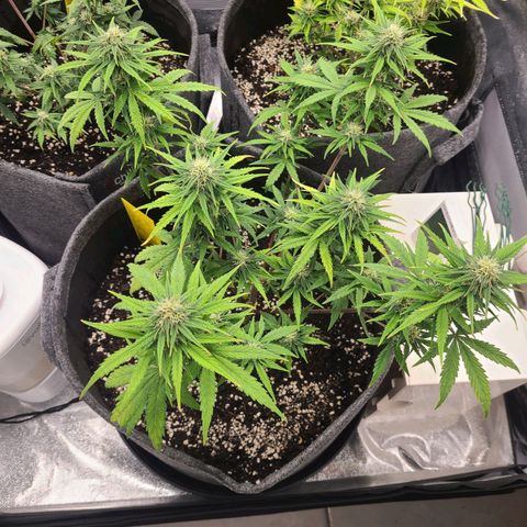 Lemon Haze  growlog timeline photo