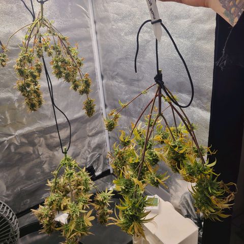 Zkittlez growlog timeline photo