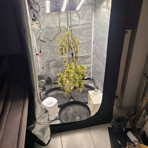 Zkittlez growlog timeline photo