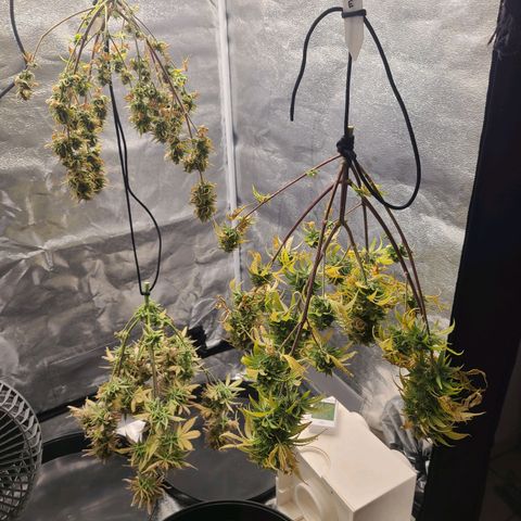 Zkittlez growlog timeline photo