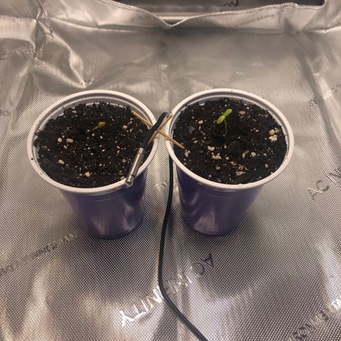 OG Kush Auto 2:10 growlog timeline photo