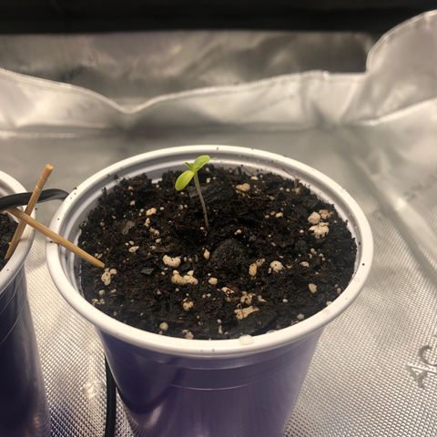 OG Kush Auto 2:10 growlog timeline photo