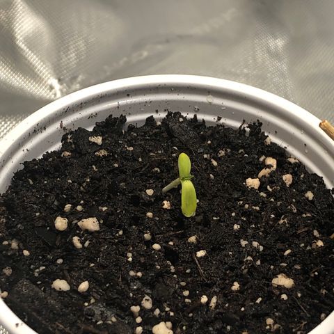 OG Kush Auto 1:10 growlog photo: Seedling lives!