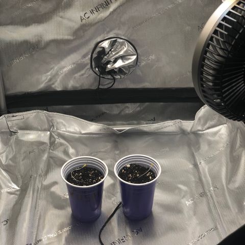 OG Kush Auto 2:10 growlog photo: Transplanted forgotten seeds