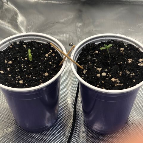 OG Kush Auto 2:10 growlog photo: 8AM - Just dampened the top soil