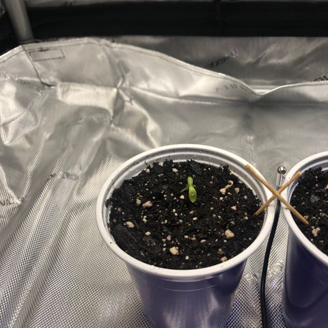 OG Kush Auto 1:10 growlog photo: 8 AM - Leaves have opened, seems to be recovering well.
