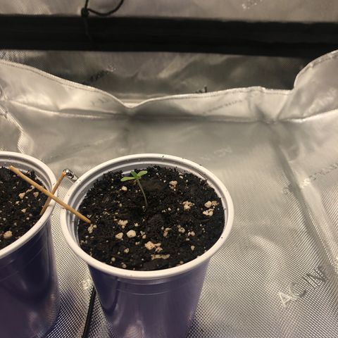 OG Kush Auto 2:10 growlog photo: 8 AM - starting to stand up and open.