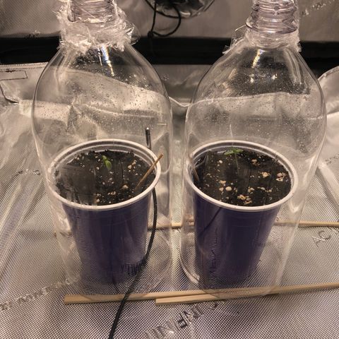 OG Kush Auto 2:10 growlog photo: Changed to dome bottles for humidity.