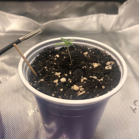 OG Kush Auto 2:10 growlog photo: 5 PM - removed domes

