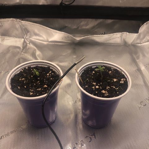 OG Kush Auto 2:10 growlog photo: 5 PM - removed domes
