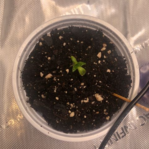 OG Kush Auto 2:10 growlog photo: 5 PM - removed domes
