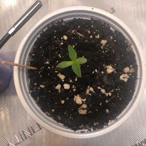 OG Kush Auto 2:10 growlog photo: 5 PM - removed domes
