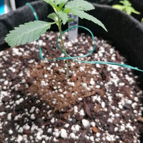 SmileySeeds Cosmic Cookies #1 - 4 growlog photo: Assisting stretchy younglings with garden wire. 