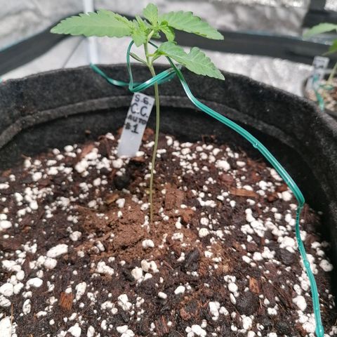 SmileySeeds Cosmic Cookies #1 - 4 growlog photo: Assisting stretchy younglings with garden wire. 