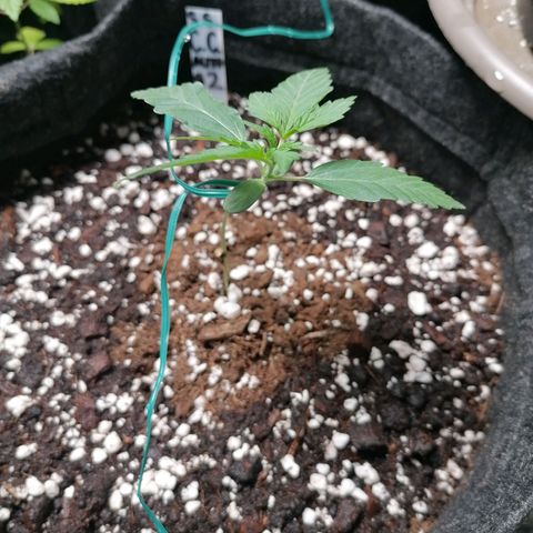 SmileySeeds Cosmic Cookies #1 - 4 growlog photo: Assisting stretchy younglings with garden wire. 