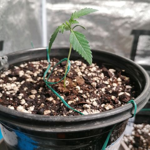 SmileySeeds Cosmic Cookies #1 - 4 growlog photo: Assisting stretchy younglings with garden wire. 
