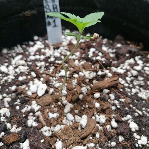 SmileySeeds Strawberry Banana #1 - 4 growlog photo: Assisting stretchy younglings with garden wire. 