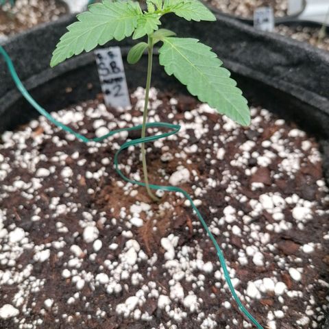 SmileySeeds Strawberry Banana #1 - 4 growlog photo: Assisting stretchy younglings with garden wire. 