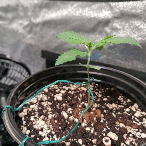 SmileySeeds Strawberry Banana #1 - 4 growlog photo: Assisting stretchy younglings with garden wire. 