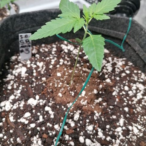 SmileySeeds Strawberry Banana #1 - 4 growlog photo: Assisting stretchy younglings with garden wire. 