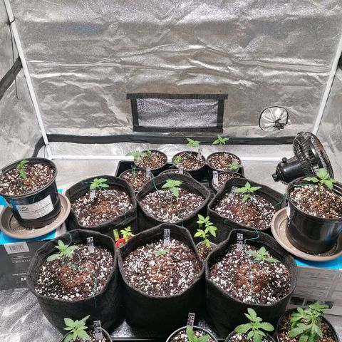 SmileySeeds Cosmic Cookies #1 - 4 growlog photo: Second fan introduced. 
