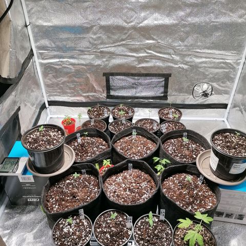 SmileySeeds Cosmic Cookies #1 - 4 growlog photo: G.H. phenos remain whilst next run prepped for tent #1