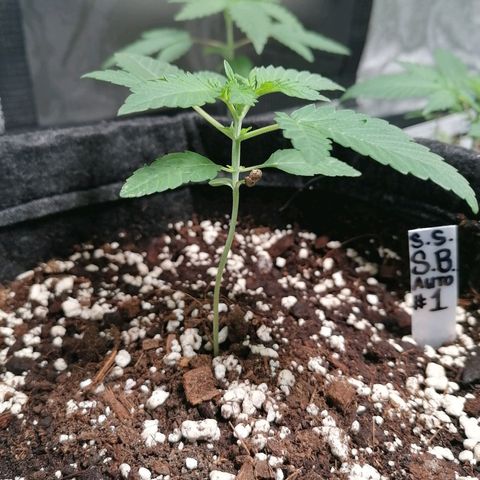 SmileySeeds Strawberry Banana #1 - 4 growlog photo: Training begins!