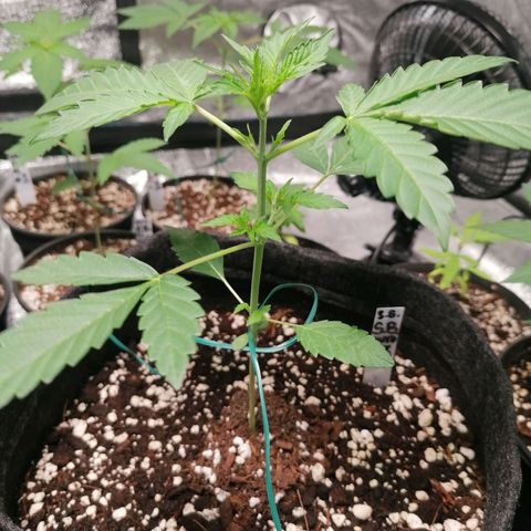 SmileySeeds Strawberry Banana #1 - 4 growlog photo: Training begins!