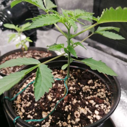 SmileySeeds Strawberry Banana #1 - 4 growlog photo: Training begins!