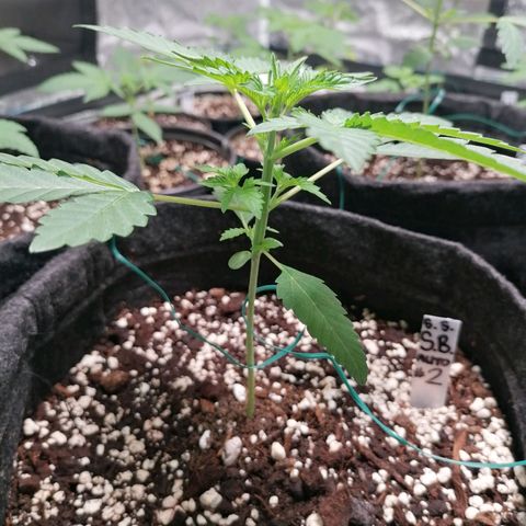 SmileySeeds Strawberry Banana #1 - 4 growlog photo: Training begins!