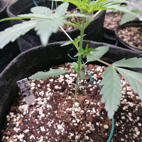 SmileySeeds Cosmic Cookies #1 - 4 growlog photo: Training begins!