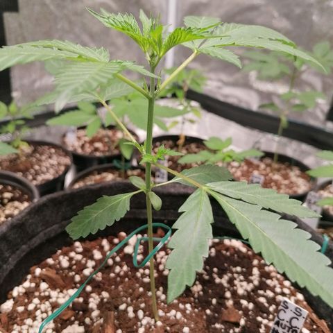 SmileySeeds Cosmic Cookies #1 - 4 growlog photo: Training begins!