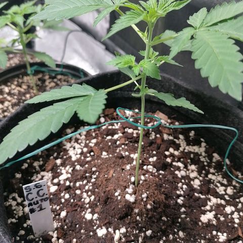 SmileySeeds Cosmic Cookies #1 - 4 growlog photo: Training begins!