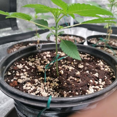SmileySeeds Cosmic Cookies #1 - 4 growlog photo: Training begins!