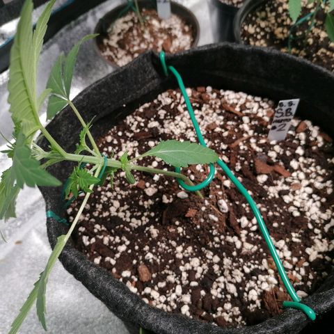 SmileySeeds Strawberry Banana #1 - 4 growlog photo: Bondage training. 
