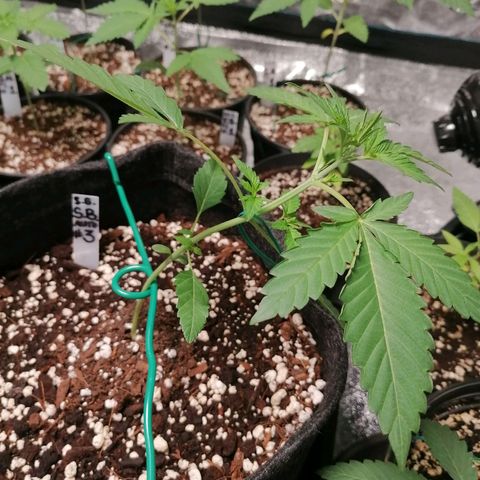 SmileySeeds Strawberry Banana #1 - 4 growlog photo: Bondage training. 