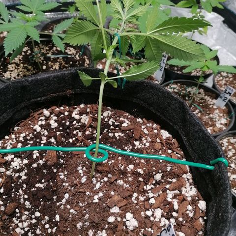 SmileySeeds Cosmic Cookies #1 - 4 growlog photo: Bondage training. 