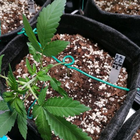 SmileySeeds Cosmic Cookies #1 - 4 growlog photo: Bondage training. 