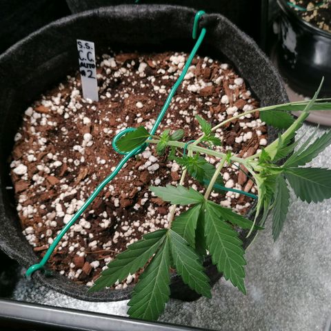 SmileySeeds Cosmic Cookies #1 - 4 growlog photo: Bondage training. 