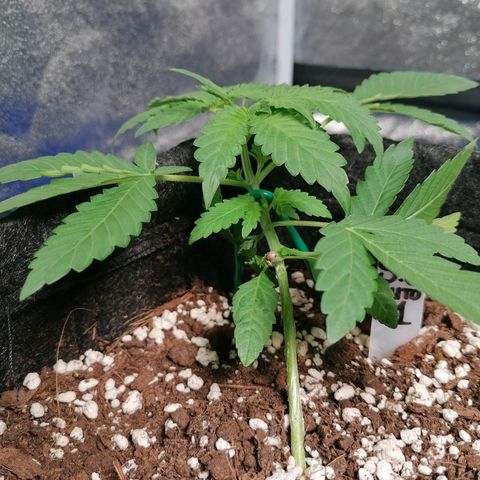 SmileySeeds Strawberry Banana #1 - 4 growlog photo: #4 transplanted into 7L fabric pot 🙂 #1 - 3 throwing their first pistils. Scrog netting to get introduced ASAP. 