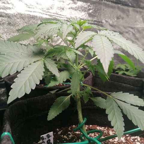 SmileySeeds Strawberry Banana #1 - 4 growlog photo: #4 transplanted into 7L fabric pot 🙂 #1 - 3 throwing their first pistils. Scrog netting to get introduced ASAP. 