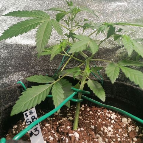 SmileySeeds Strawberry Banana #1 - 4 growlog photo: #4 transplanted into 7L fabric pot 🙂 #1 - 3 throwing their first pistils. Scrog netting to get introduced ASAP. 