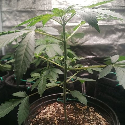 SmileySeeds Strawberry Banana #1 - 4 growlog photo: #4 transplanted into 7L fabric pot 🙂 #1 - 3 throwing their first pistils. Scrog netting to get introduced ASAP. 