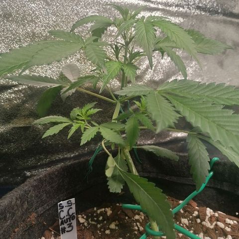 SmileySeeds Cosmic Cookies #1 - 4 growlog photo: #4 transplanted into fabric 🙂 #1 - 3 throwing their first pistils. Scrog netting to get introduced ASAP. 