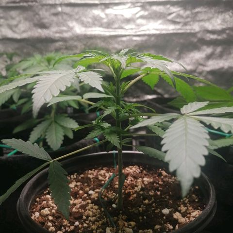 SmileySeeds Cosmic Cookies #1 - 4 growlog photo: #4 transplanted into fabric 🙂 #1 - 3 throwing their first pistils. Scrog netting to get introduced ASAP. 