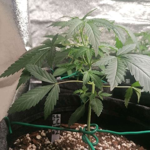 SmileySeeds Cosmic Cookies #1 - 4 growlog photo: #4 transplanted into fabric 🙂 #1 - 3 throwing their first pistils. Scrog netting to get introduced ASAP. 