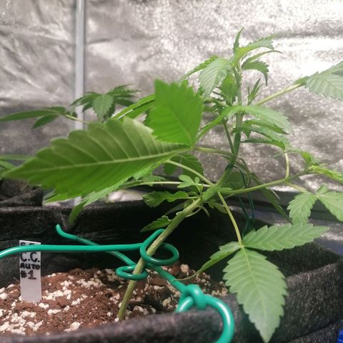 SmileySeeds Cosmic Cookies #1 - 4 growlog photo: #4 transplanted into fabric 🙂 #1 - 3 throwing their first pistils. Scrog netting to get introduced ASAP. 