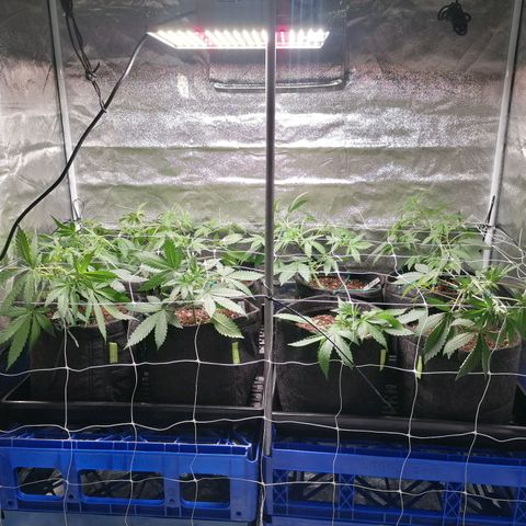 SmileySeeds Cosmic Cookies #1 - 4 growlog photo: Almost on autopilot 💯