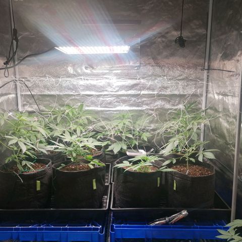 SmileySeeds Cosmic Cookies #1 - 4 growlog photo: Almost on autopilot 💯